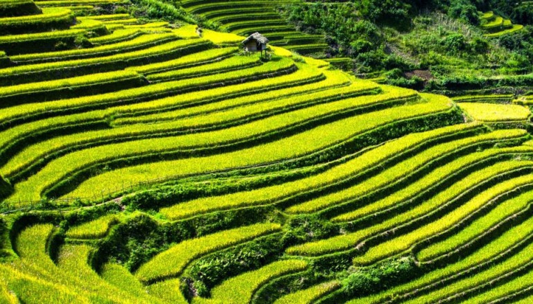 Tarasy ryżowe w Banaue i Batad